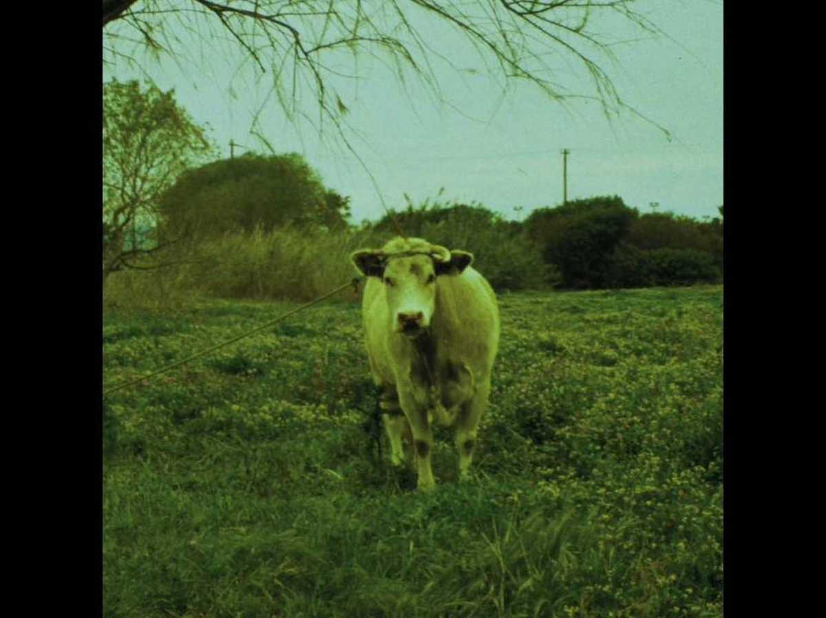 chickn-chickn-album
